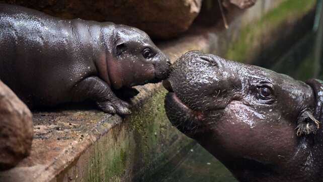 Hippo-Baby «Mufaro» zeigt sich Besuchern des Duisburger Zoos