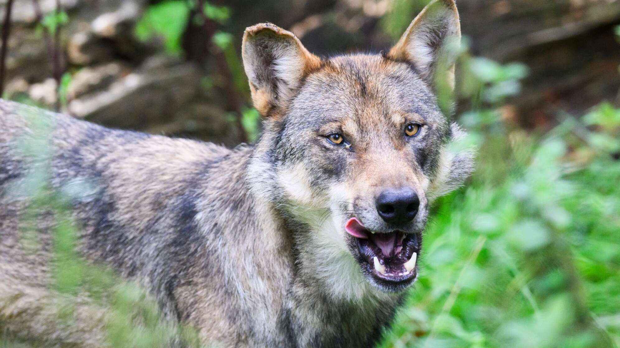 Wolf