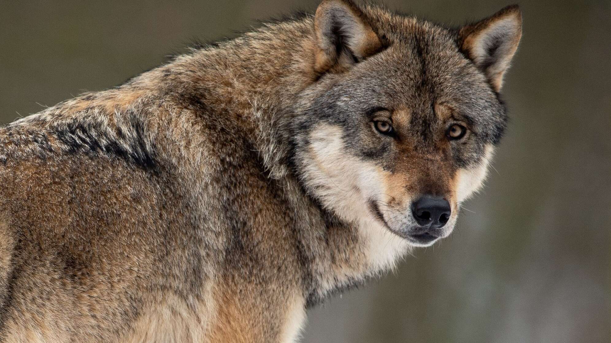 Wölfe in NRW reißen deutlich mehr Nutztiere als in Vorjahren