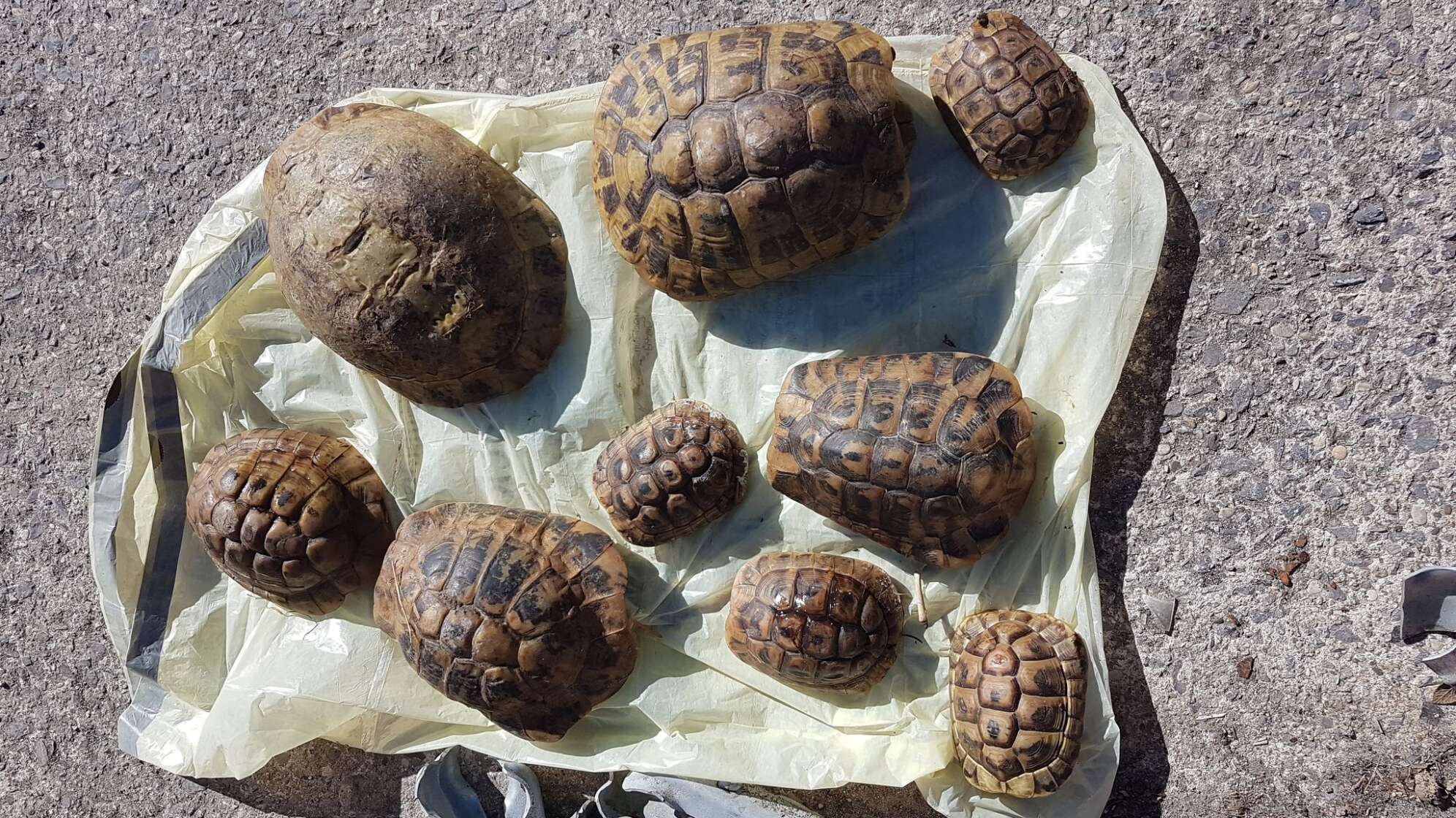 Anwoher findet zwölf Landschildkröten im Müll
