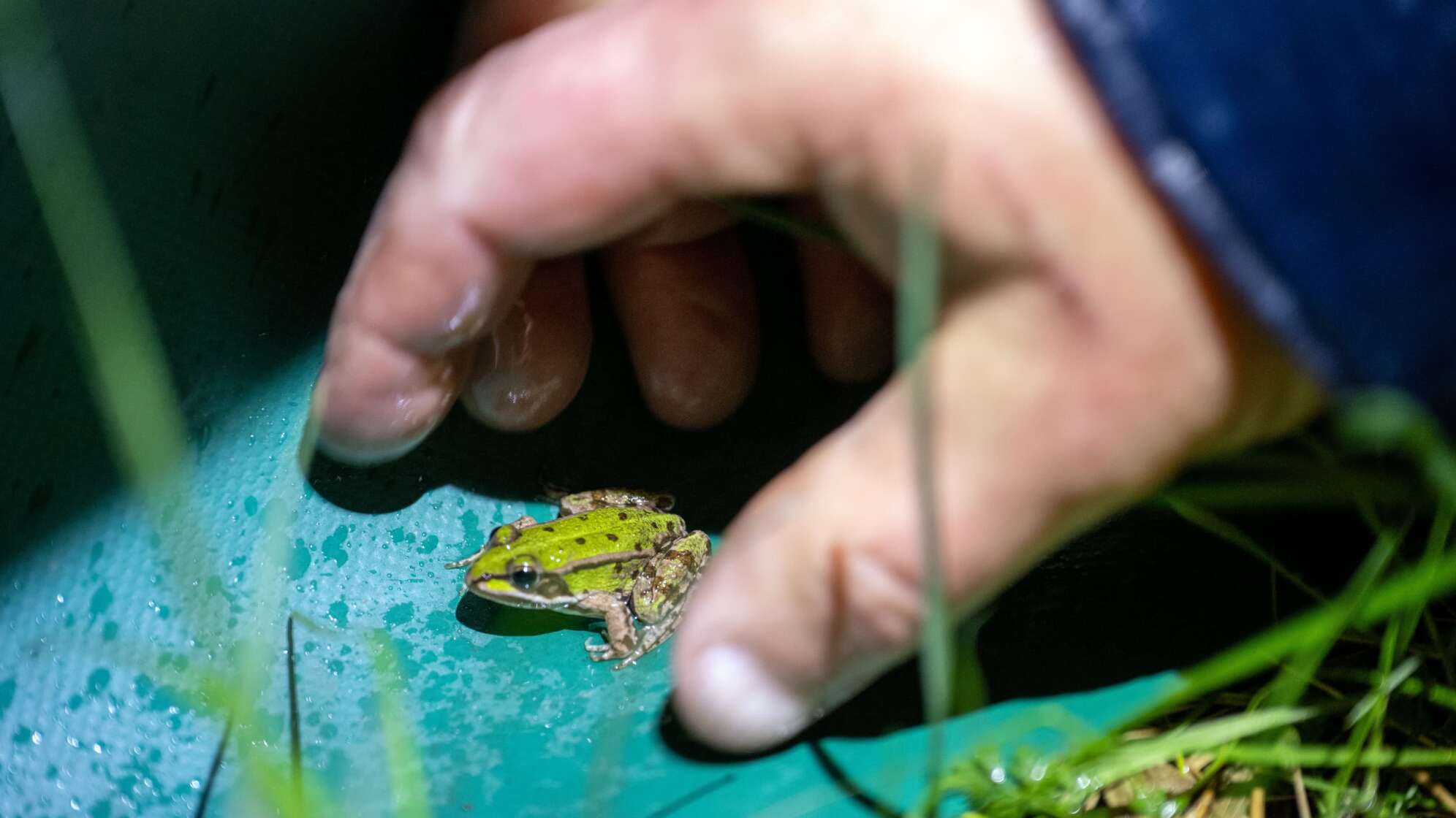 Krötenwanderung