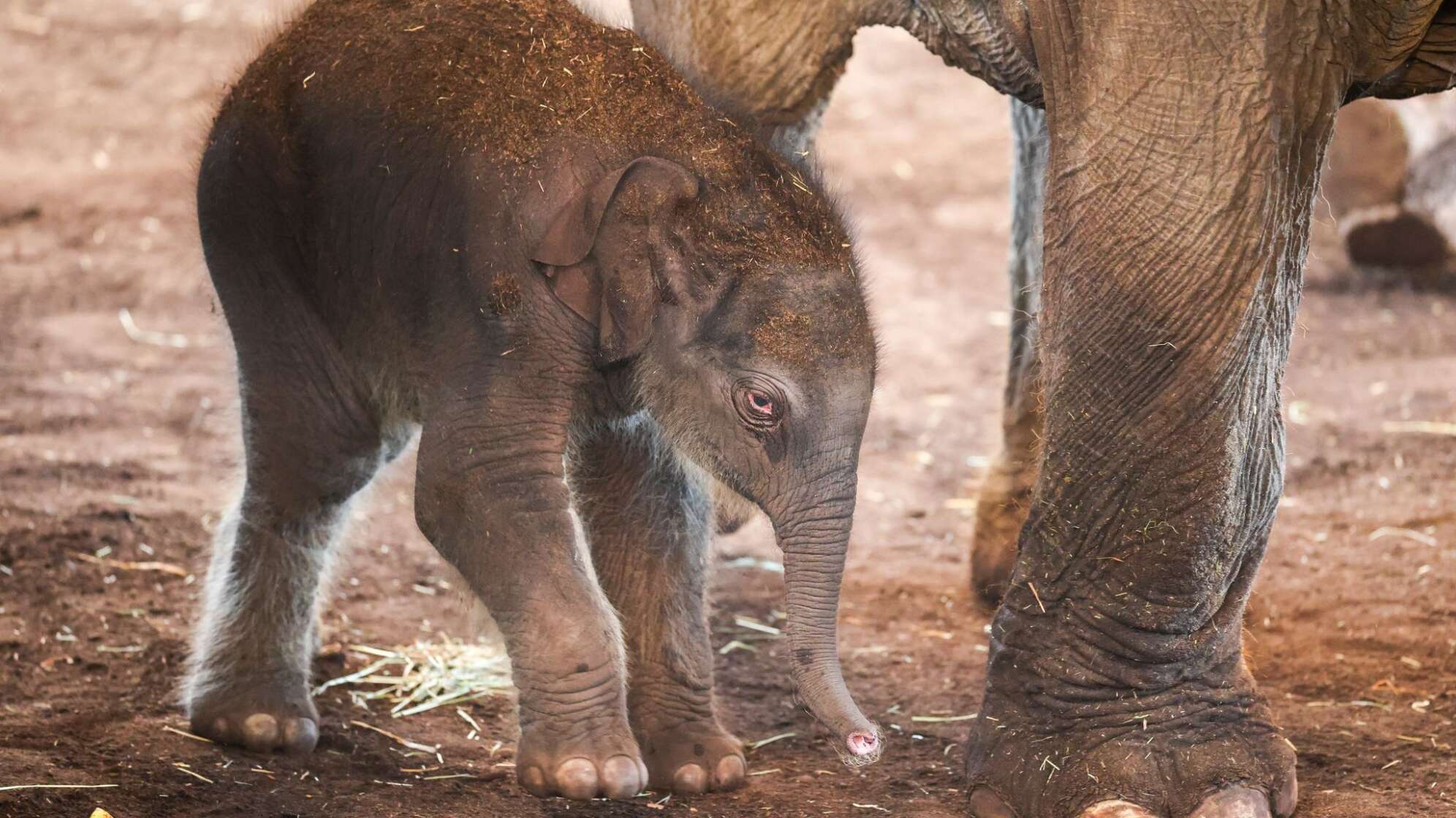 Elefantenbaby im Kölner Zoo heißt Taro