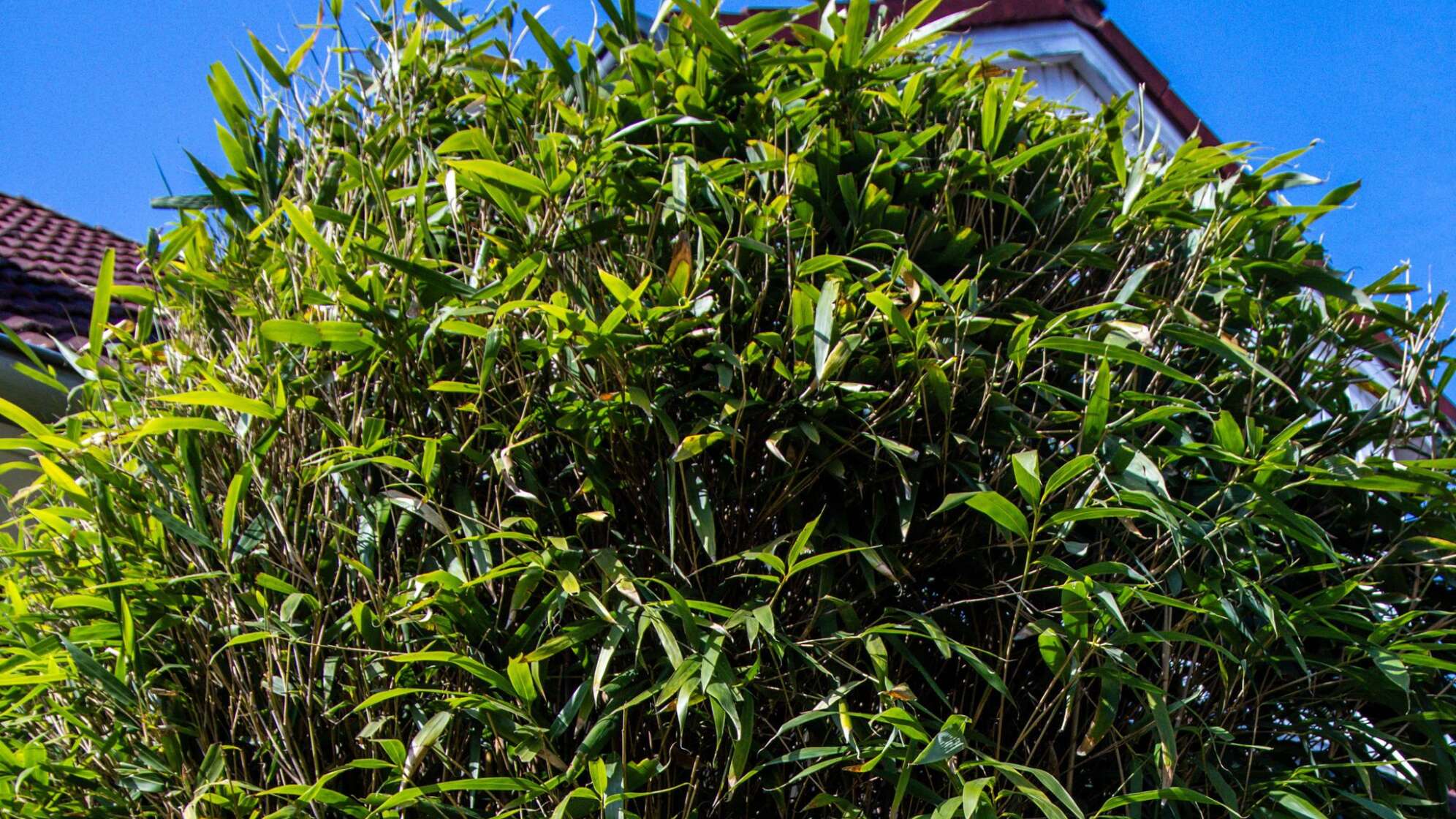Bambuspflanze in einem Garten