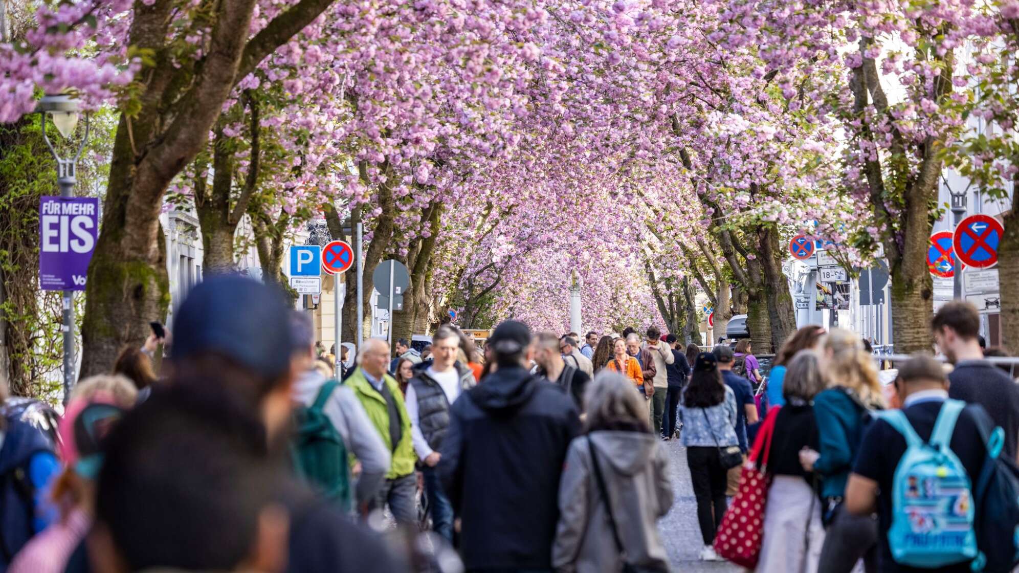 Kirschblüte in der Bonner Altstadt