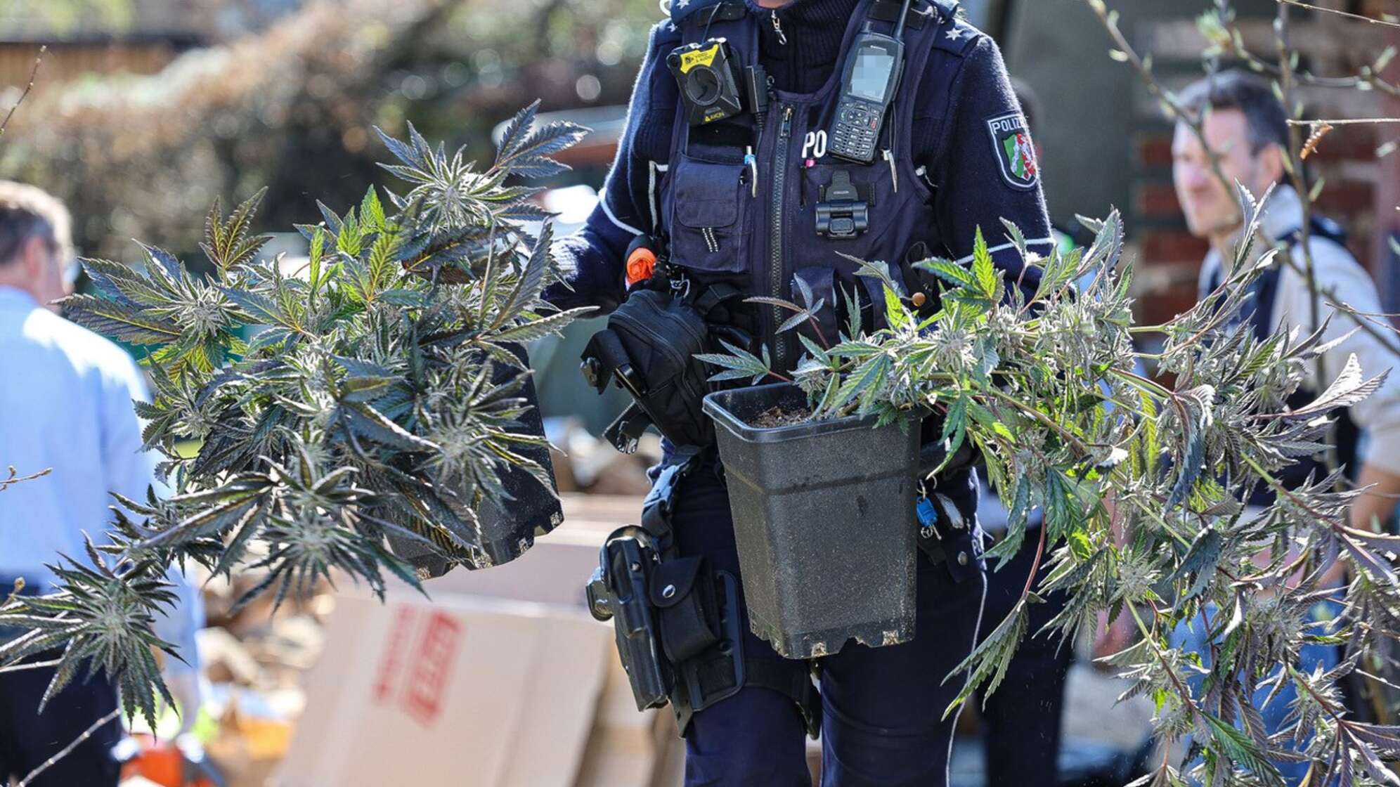 Polizei hebt Cannabis-Plantage aus - mehr als 500 Pflanzen