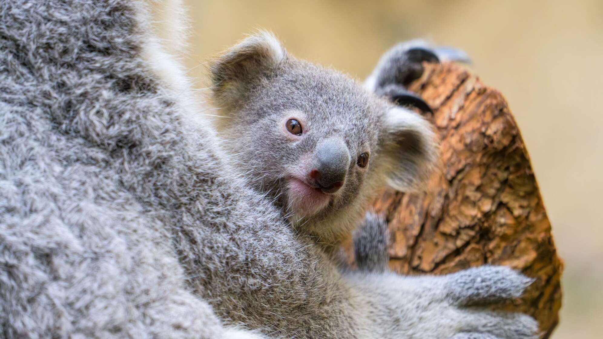 Koala-Junges im Zoo Duisburg heißt Yoorana