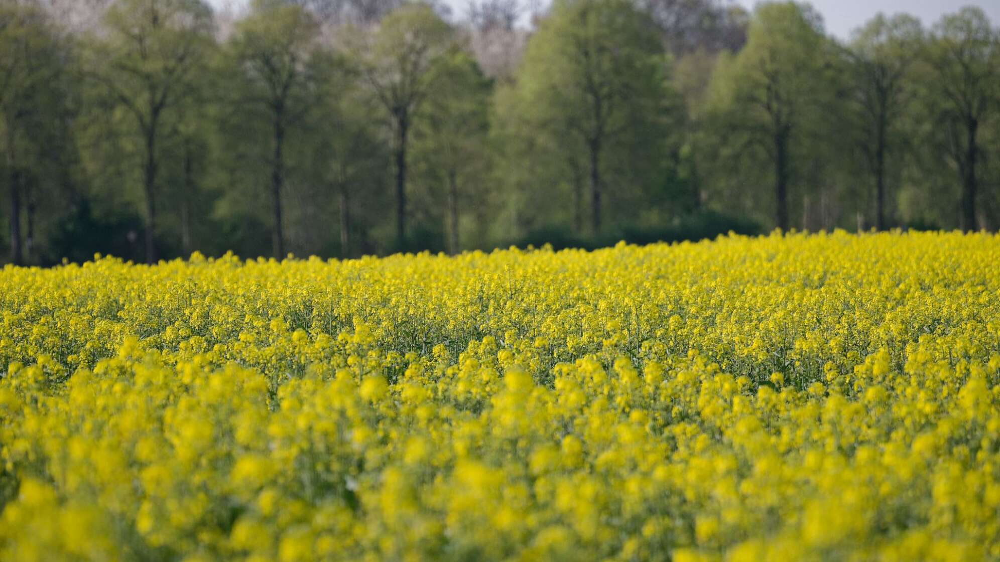 Frühling in sattem Gelb: Rapsfelder blühen