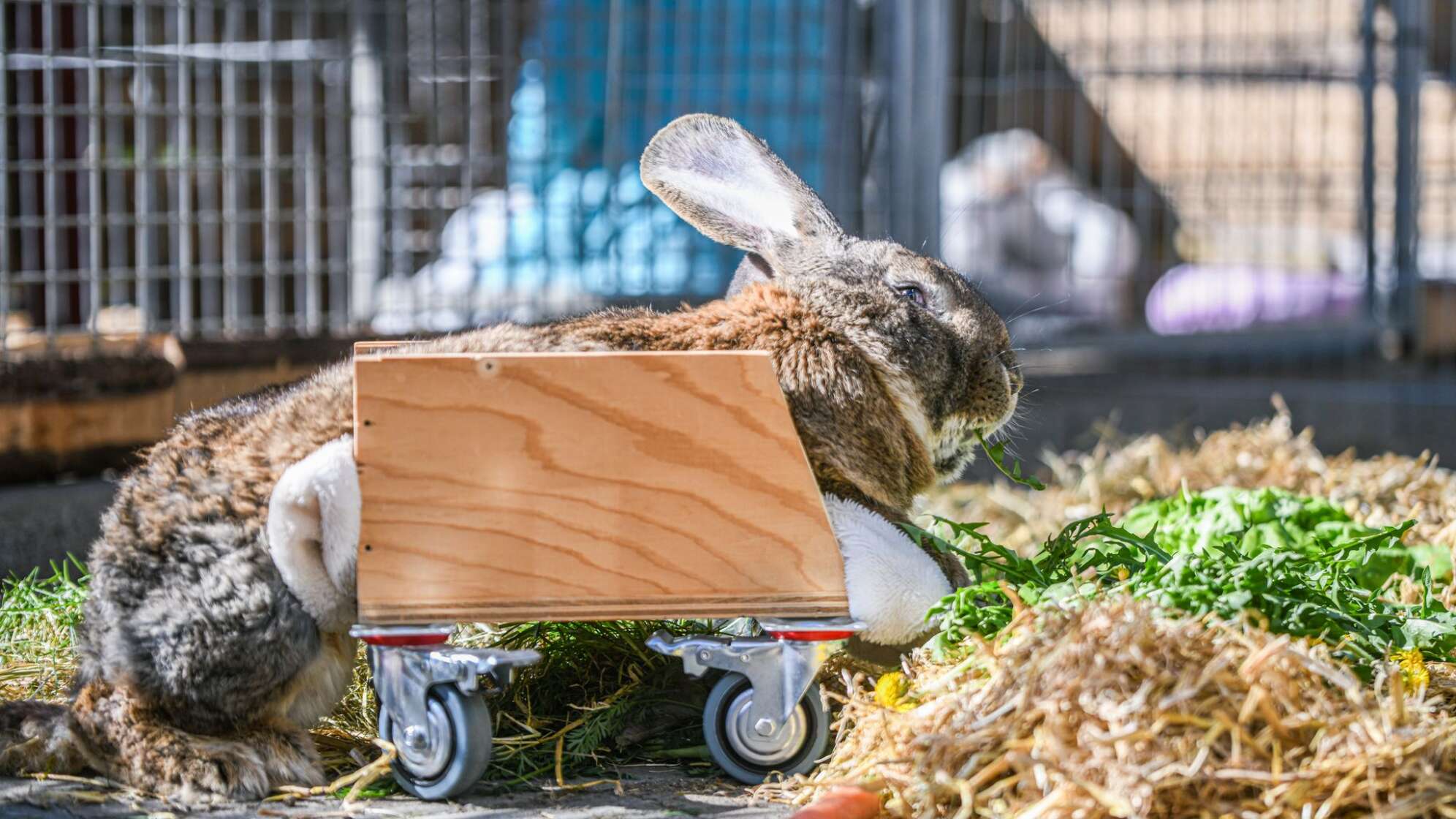 Der gelähmte Hase "Hot Wheels"