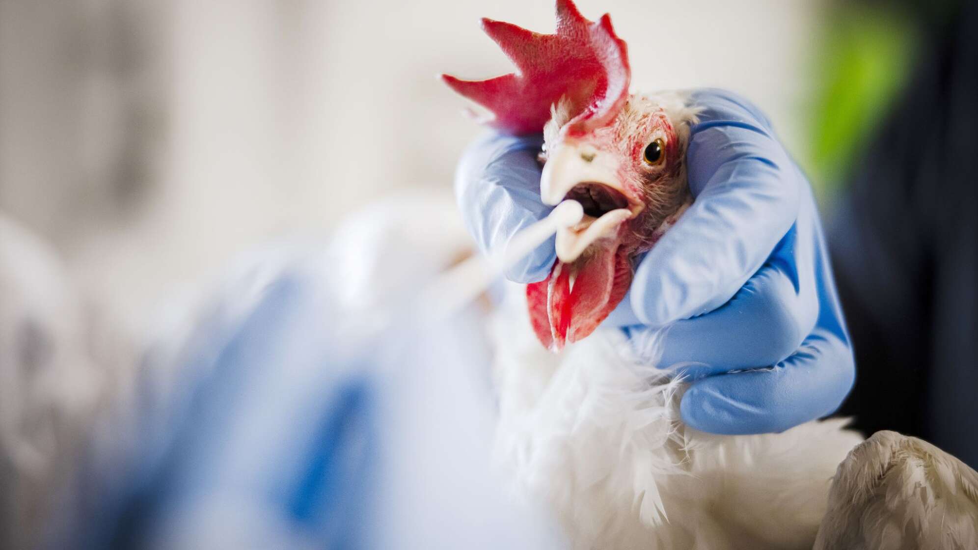 Vogelgrippe-Untersuchungen in der Schweiz