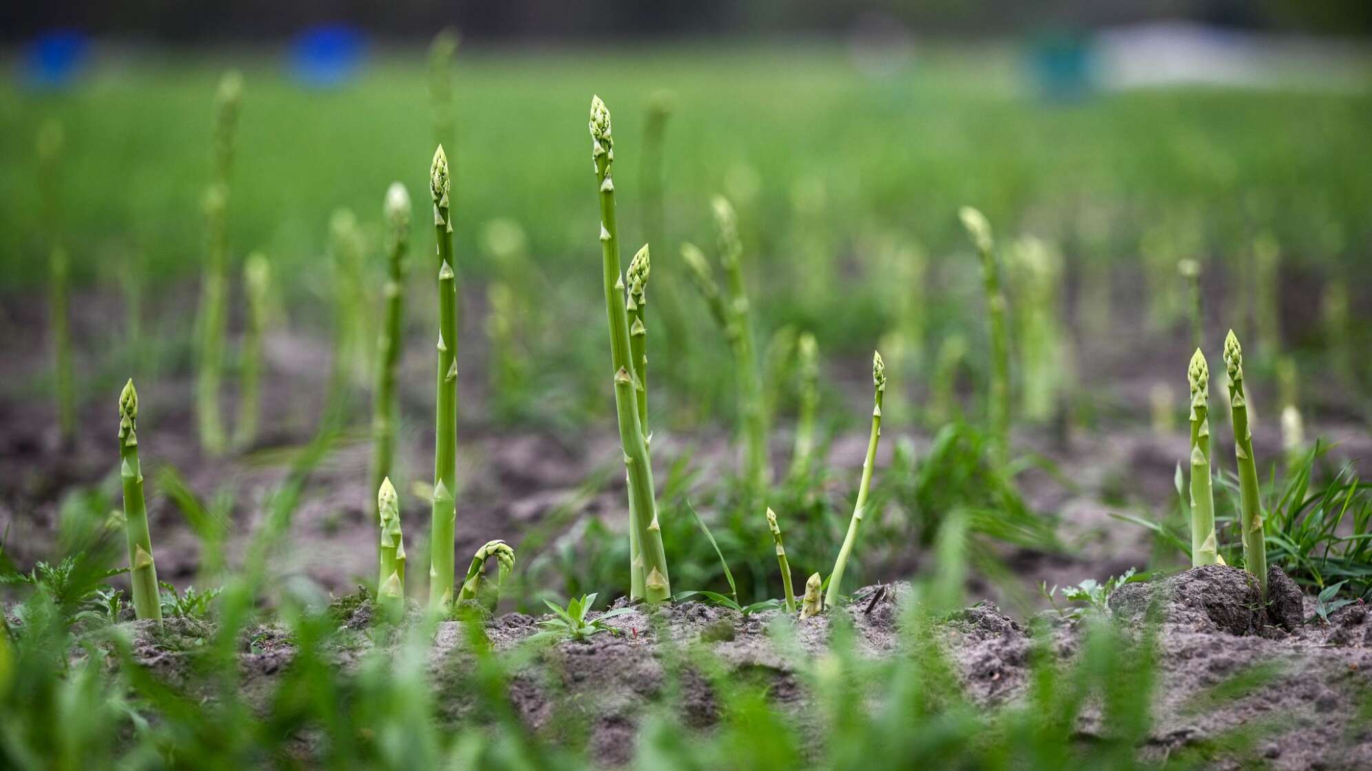 Grüner Spargel