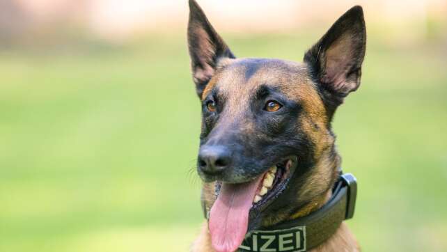 Versteckt, gebellt, zugebissen: Polizeihund findet Dieb