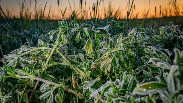 Frostige Nächte und kühles Wetter