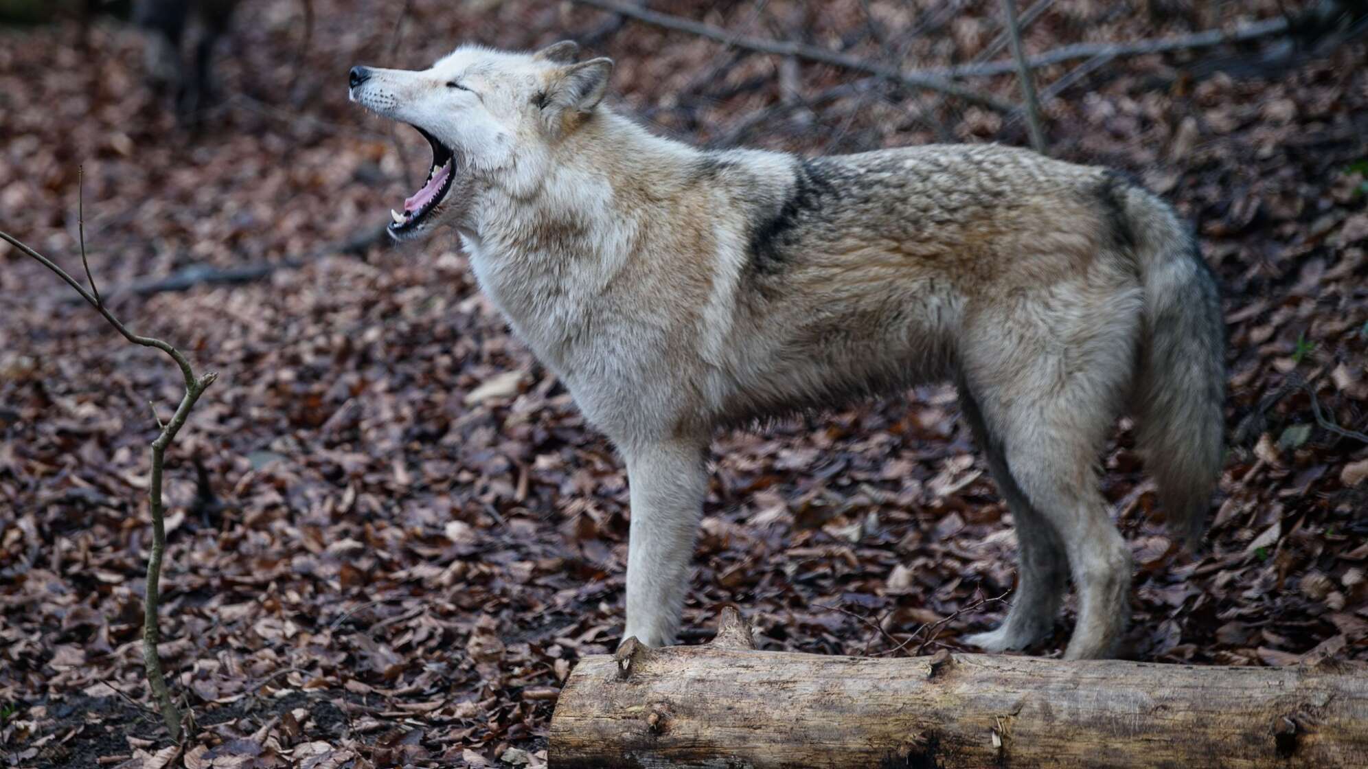 Keine Wolf-Hund-Mischlinge in NRW-Rudeln
