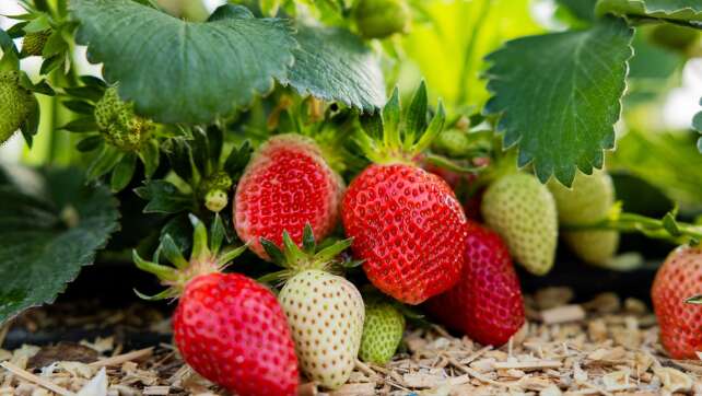 Lieblingsfrucht in Rot – Erdbeersaison in NRW startet