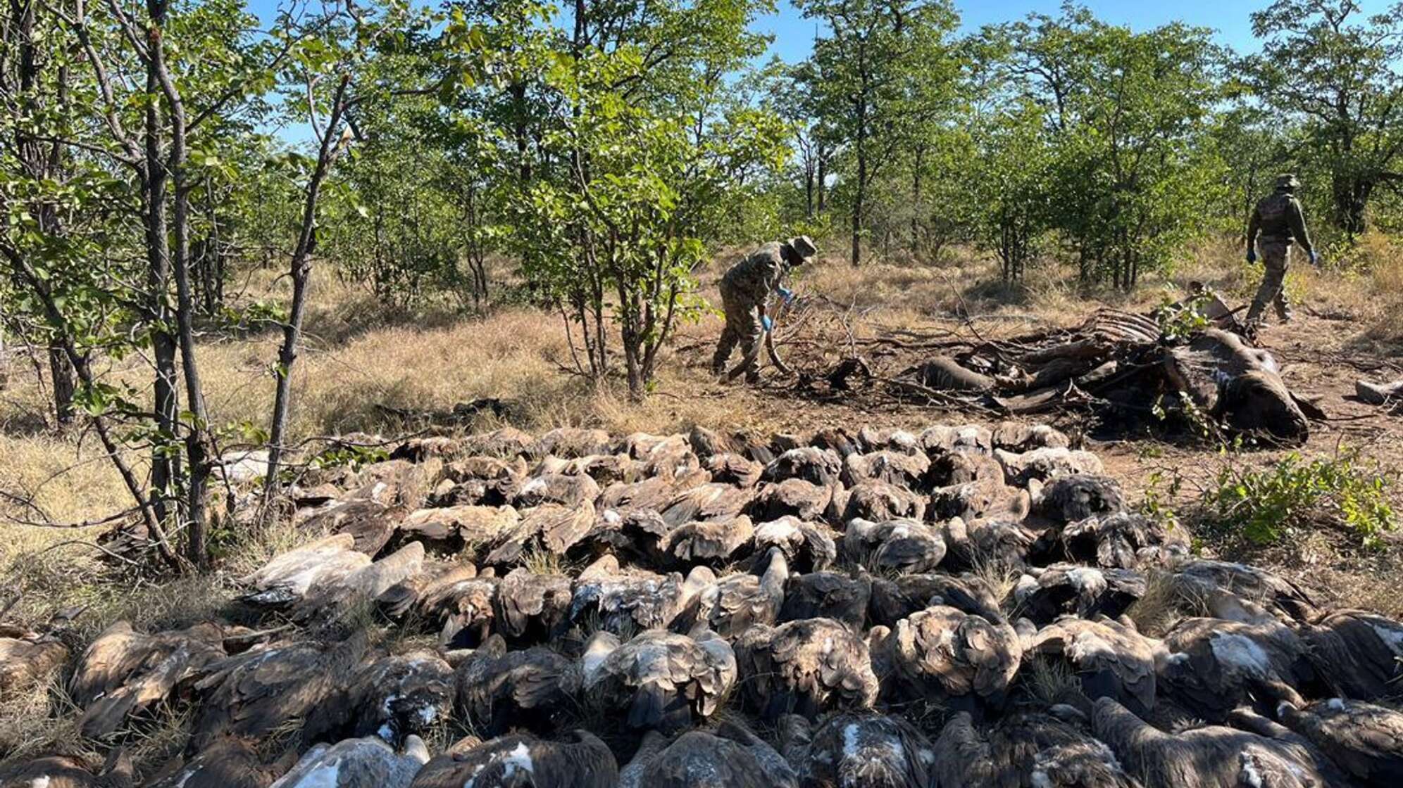 Geier in Afrika getötet