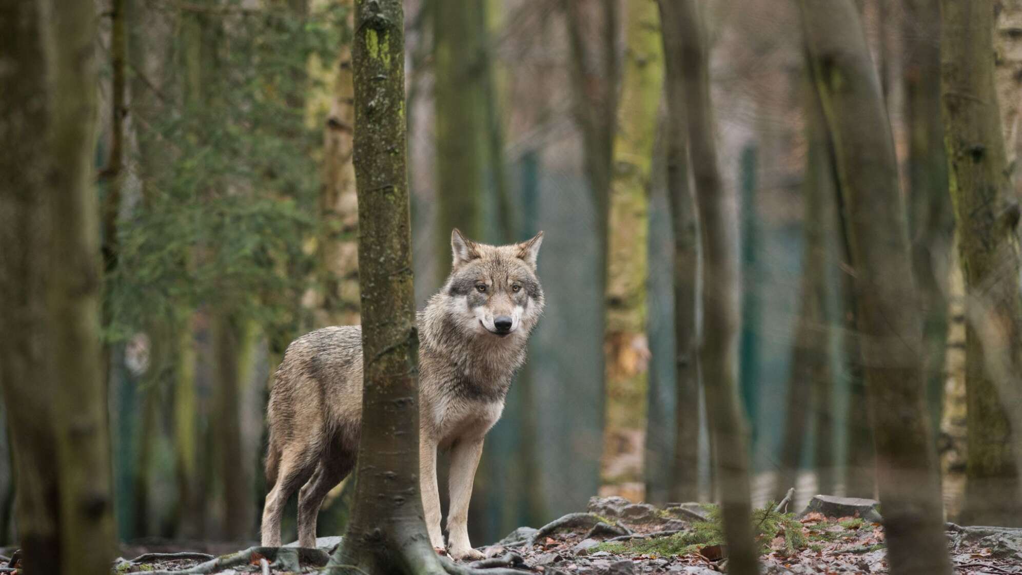 Wolf
