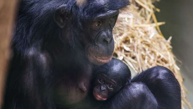 Bonobo-Baby im Kölner Zoo geboren