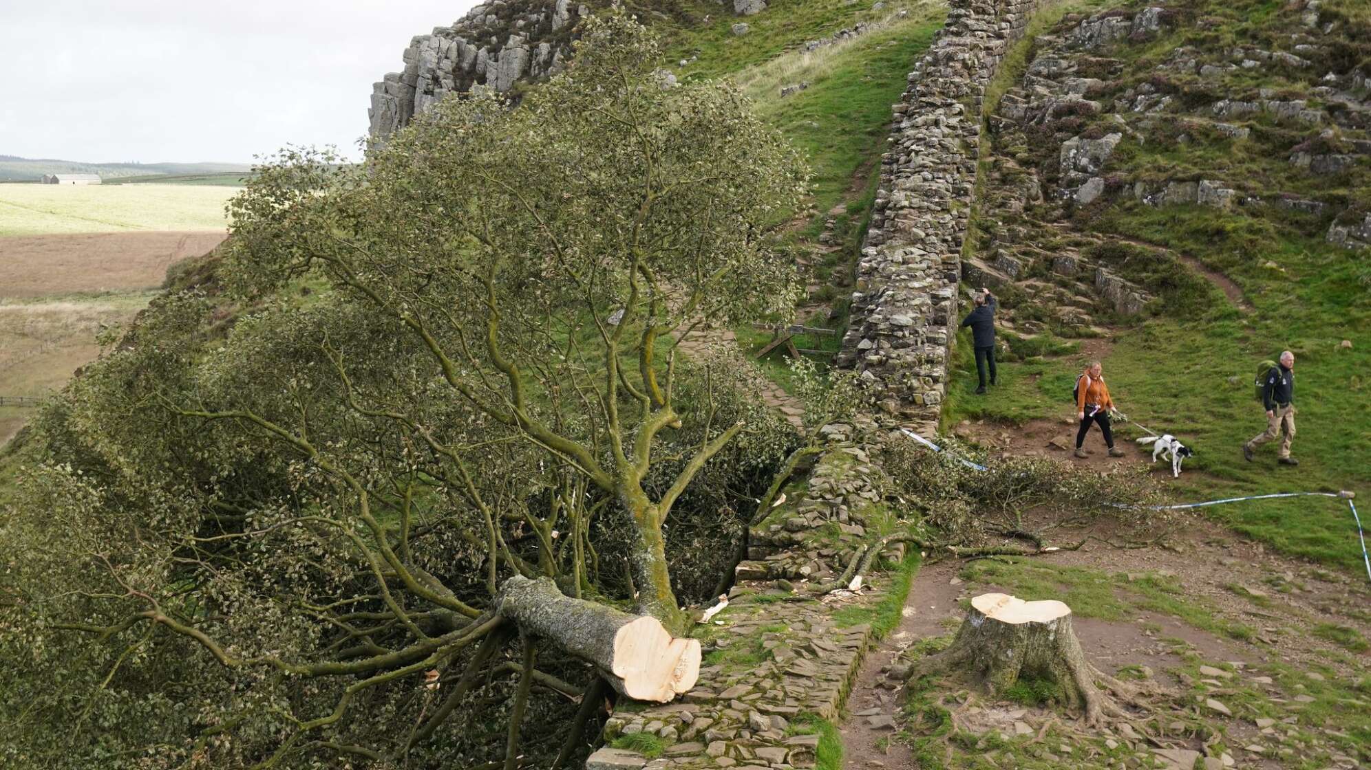 Prozess wegen Baumfällung in Sycamore Gap