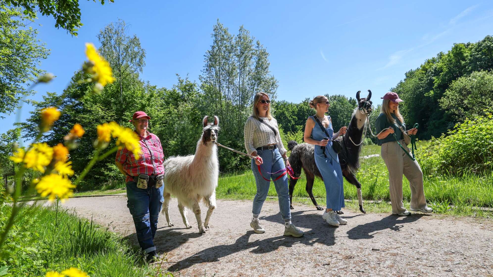 Wanderwege in NRW - Lama-Wanderung