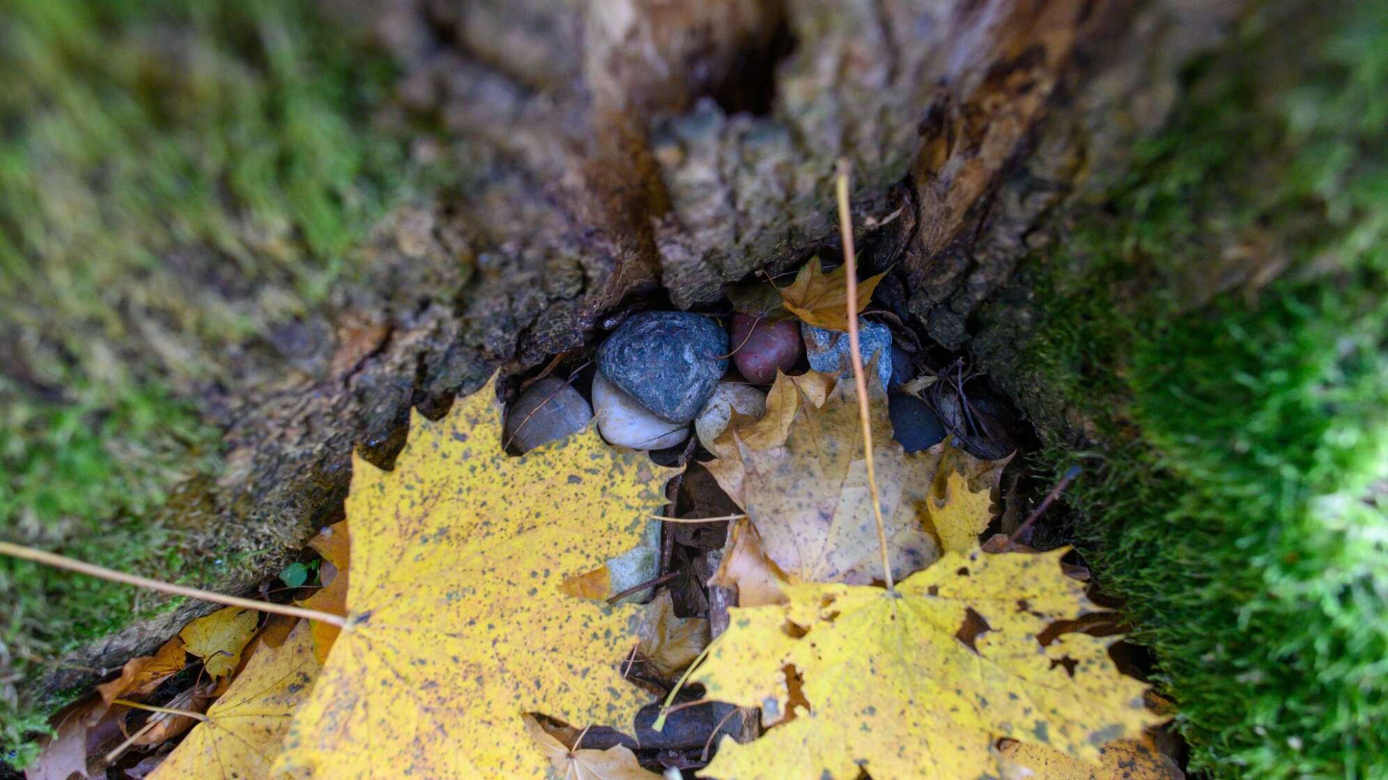 Waldfriedhof Friedwald