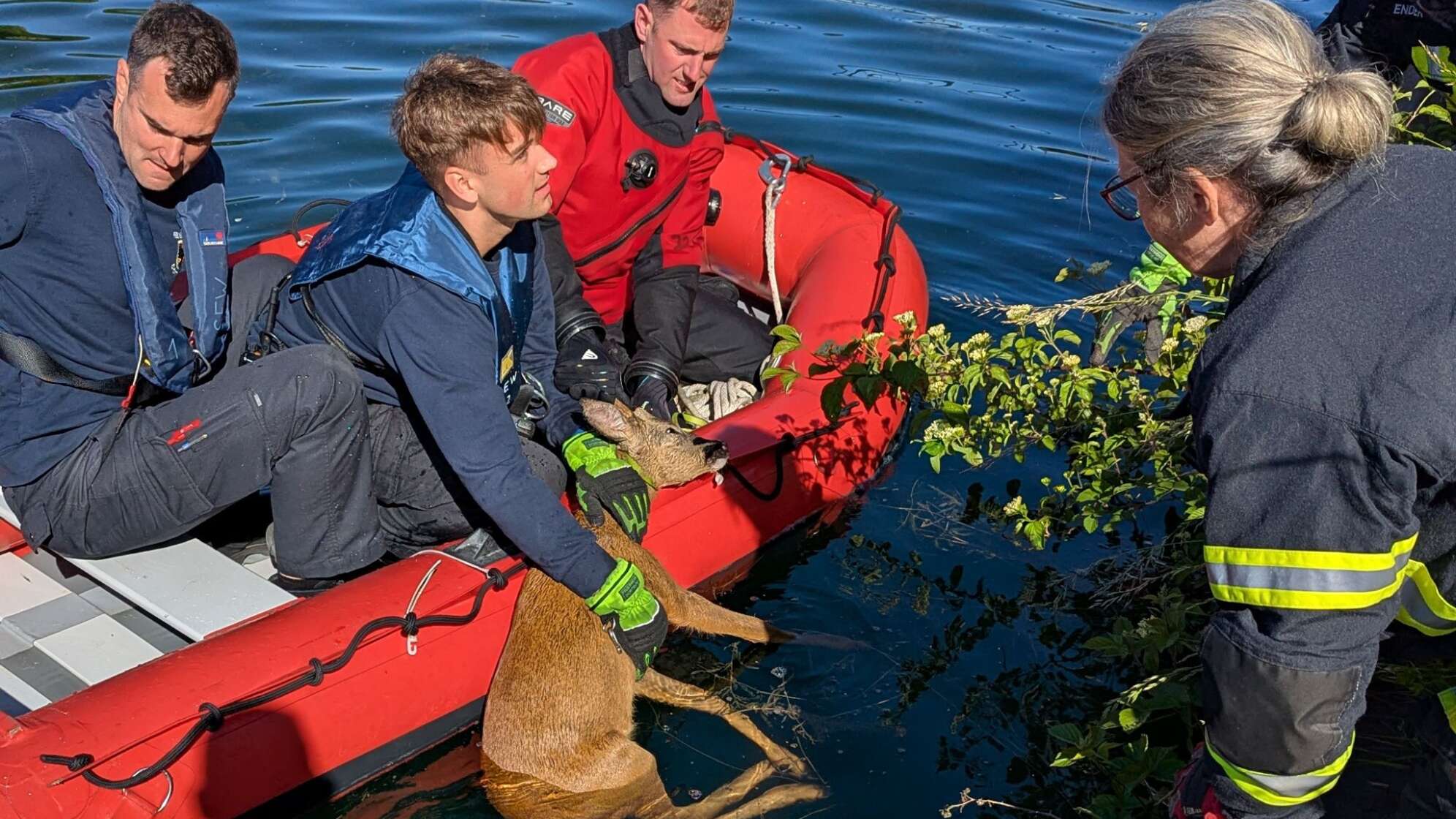Reh aus Kanal gerettet