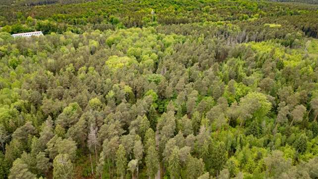 Tote im Wald - 16-Jähriger unter Totschlag-Verdacht