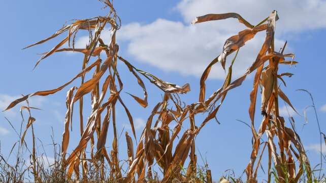 Wetter extrem: Wie gut sind Langzeitprognosen wirklich?