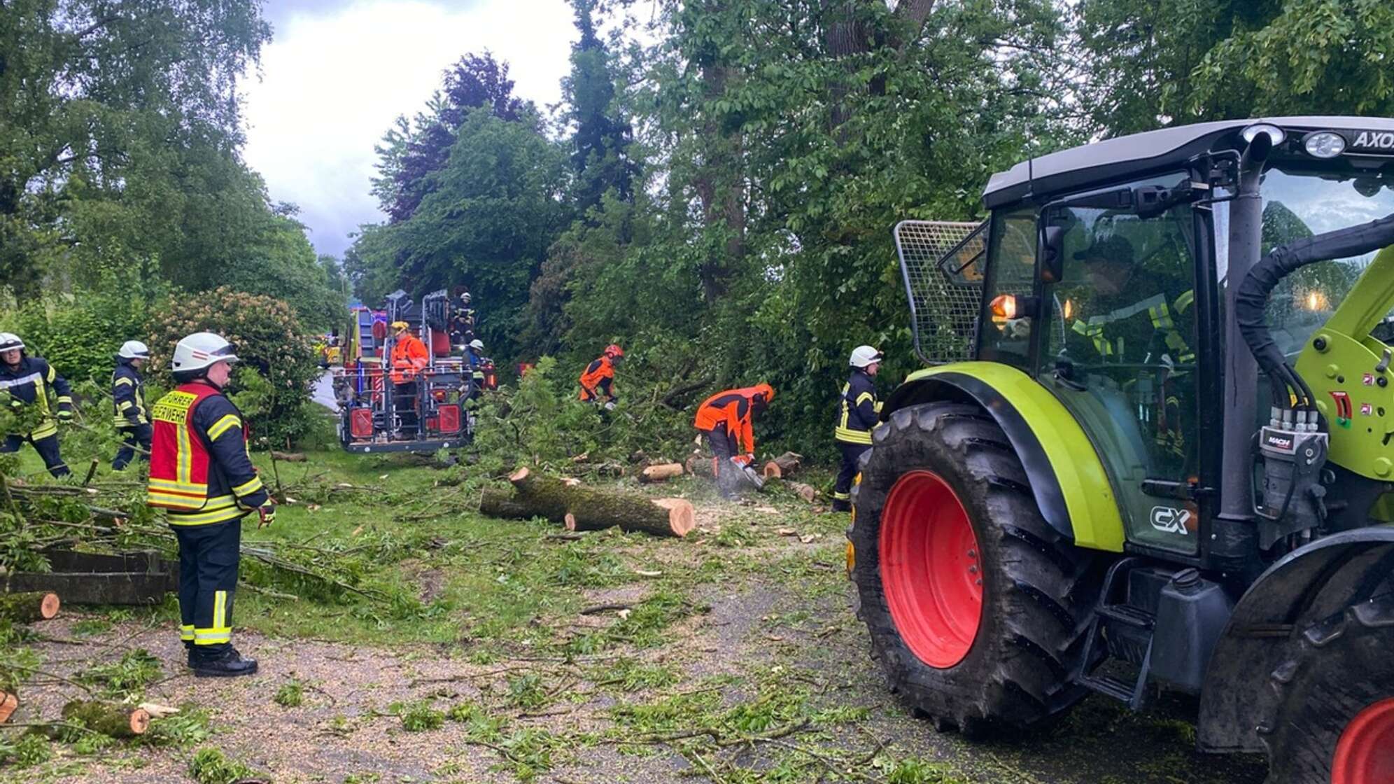 Nach Blitzeinschlag - Feuerwehr fällt 100 Jahre alte Esche