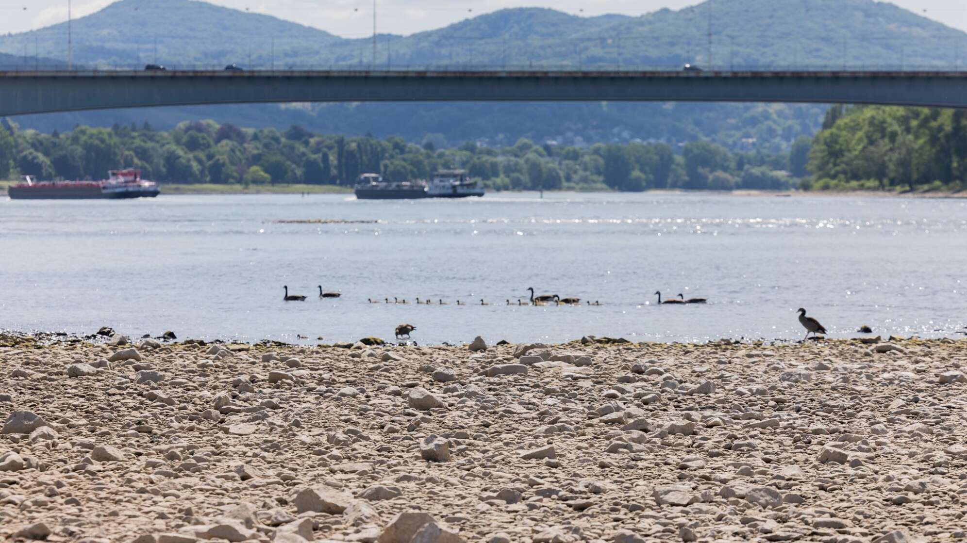 Trockenheit und Niedrigwasser im Rhein - Bonn