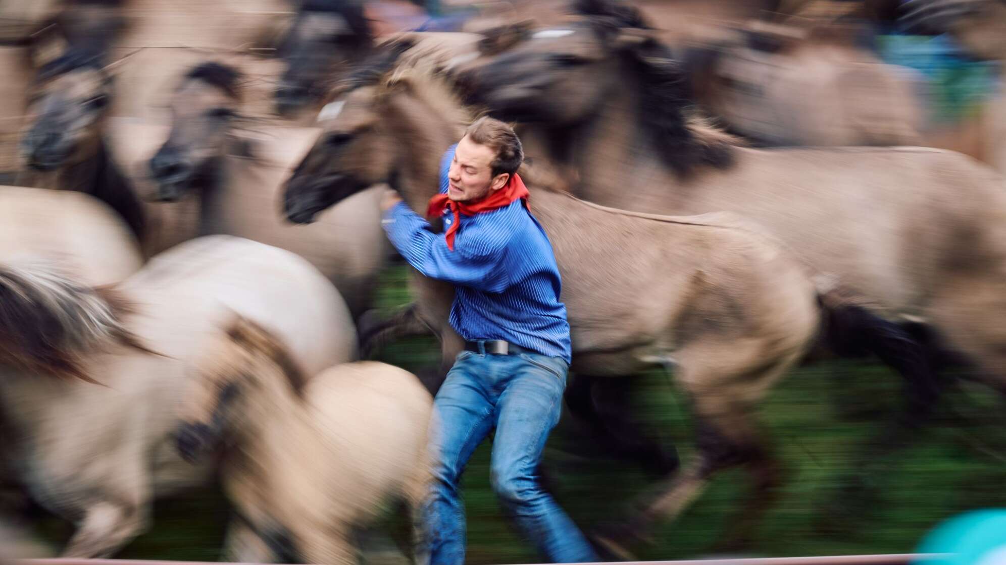 Fang der jungen Wildpferde im Münsterland