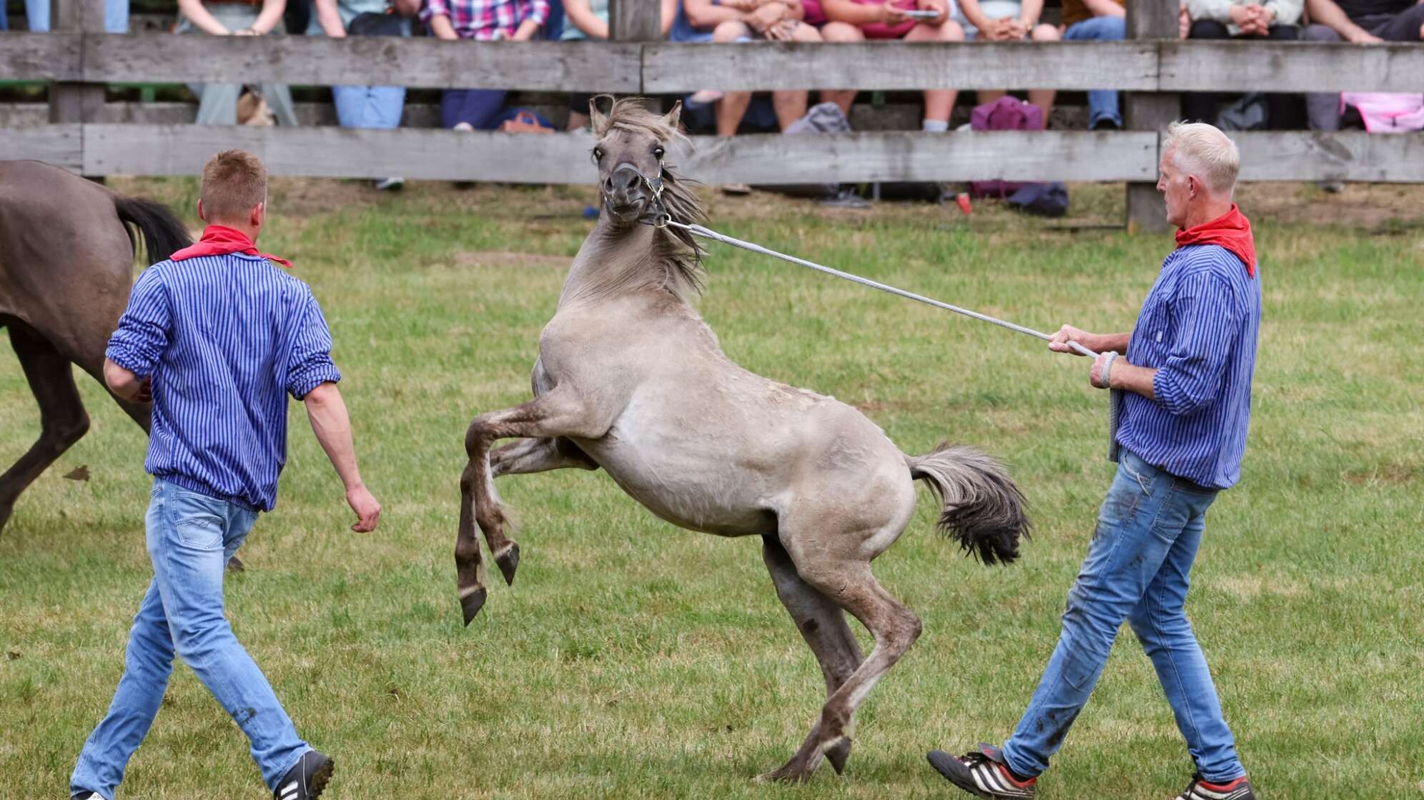 Traditioneller Fang der Wildpferde im Merfelder Bruch