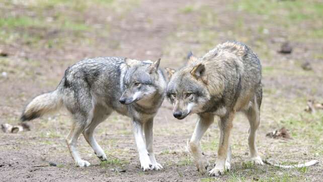 EU-Länder geben final grünes Licht für mehr Wolf-Abschüsse