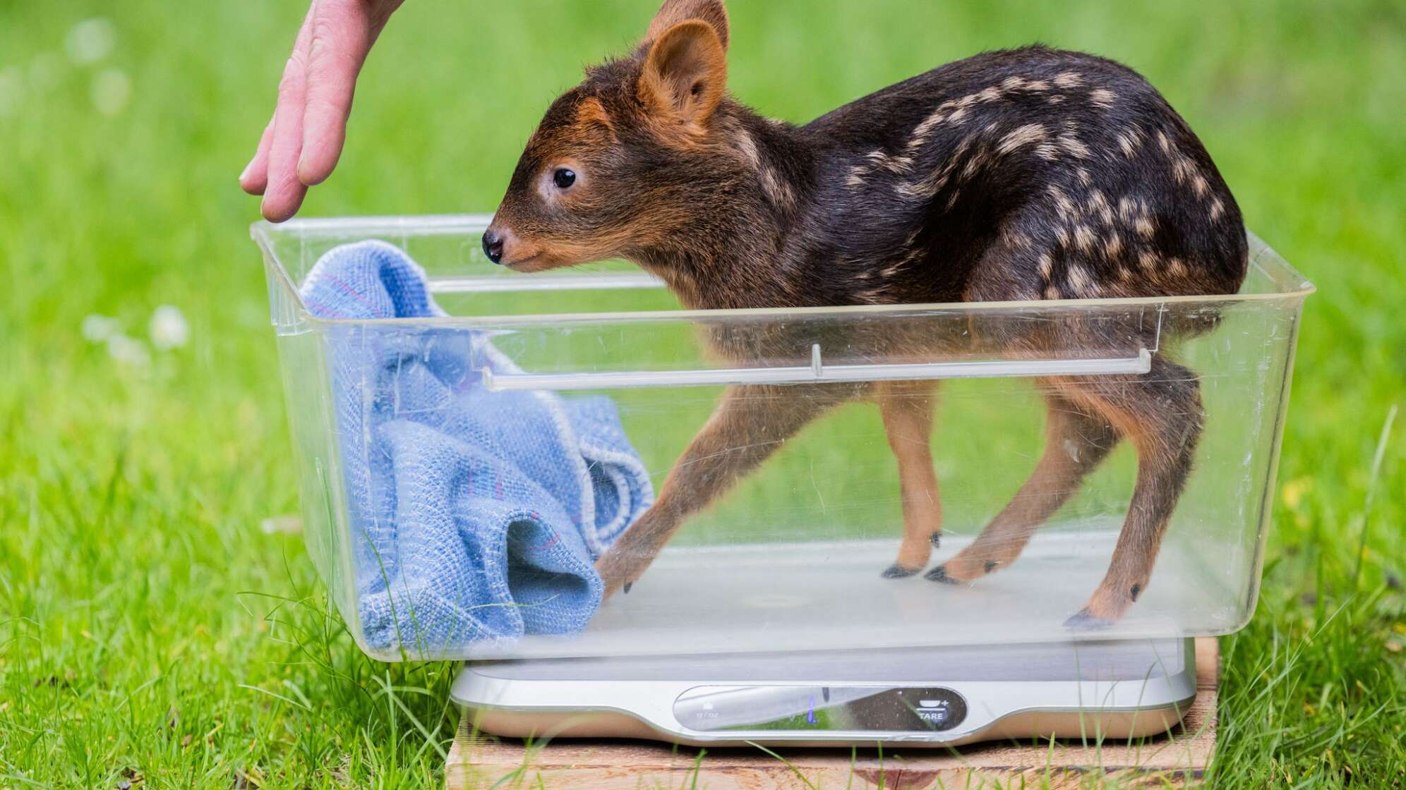 Südpudu-Nachwuchs im Kölner Zoo
