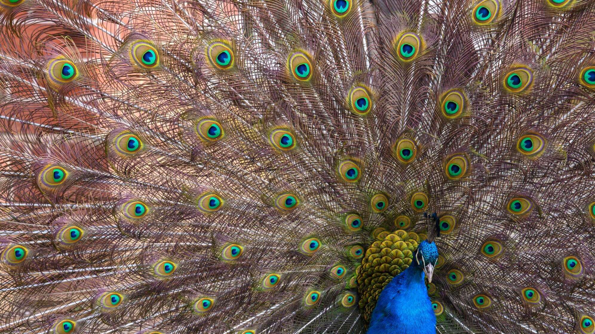 Pfau