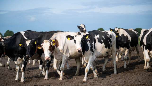 Ermittlungen nach Betrugsvorwurf gegen Tiervermarkter