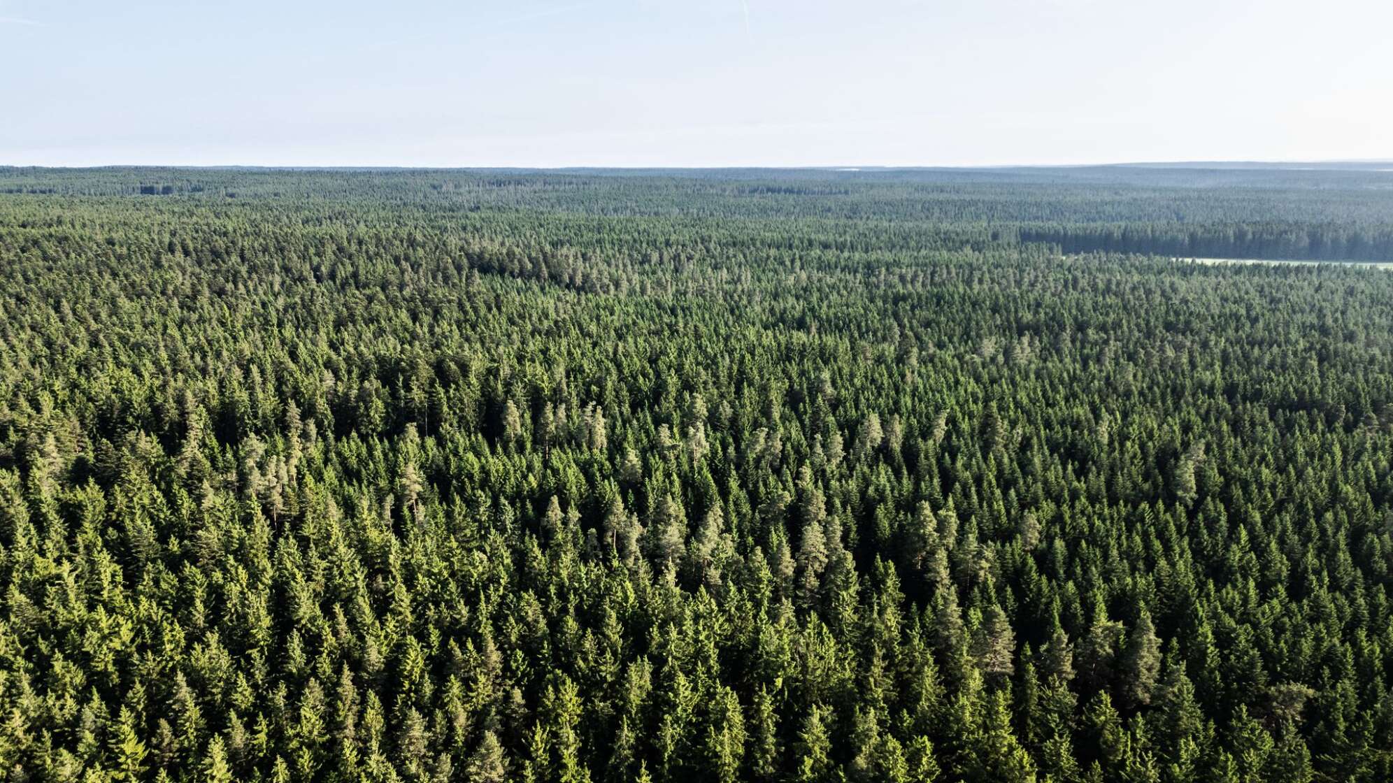 Waldzustand in Deutschland