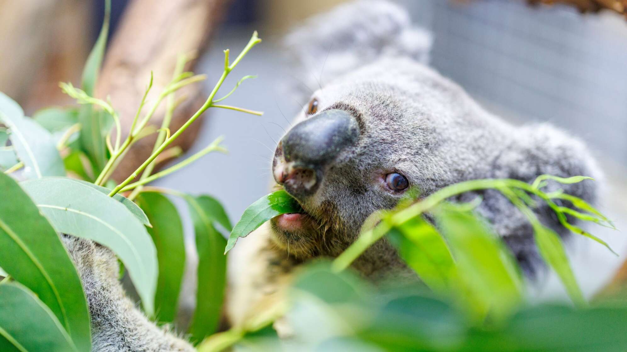 Koala Irwin im Duisburger Zoo