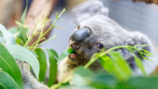 Irwin ist tot: Ältester Koala Europas wurde 17 Jahre alt