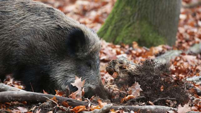 Erster Verdachtsfall auf Afrikanische Schweinepest in NRW
