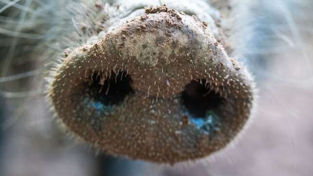 Erstmals Afrikanische Schweinepest in NRW nachgewiesen