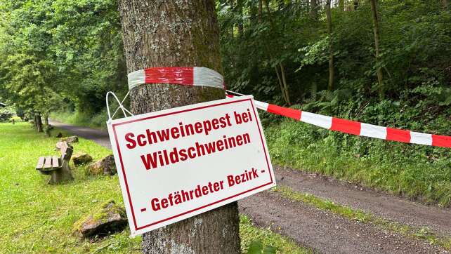 Afrikanische Schweinepest in NRW - Landwirte in Sorge