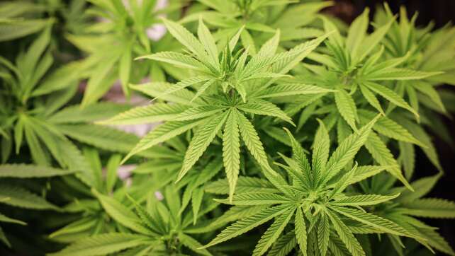 Nach einem Jahr: 76 Cannabis-Anbauvereinigungen genehmigt