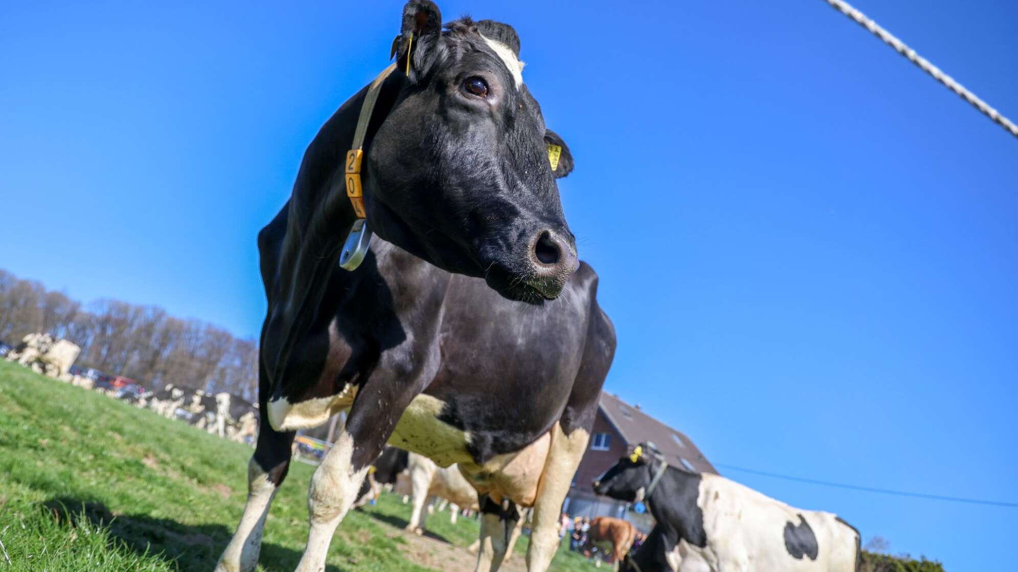 Milchkühe