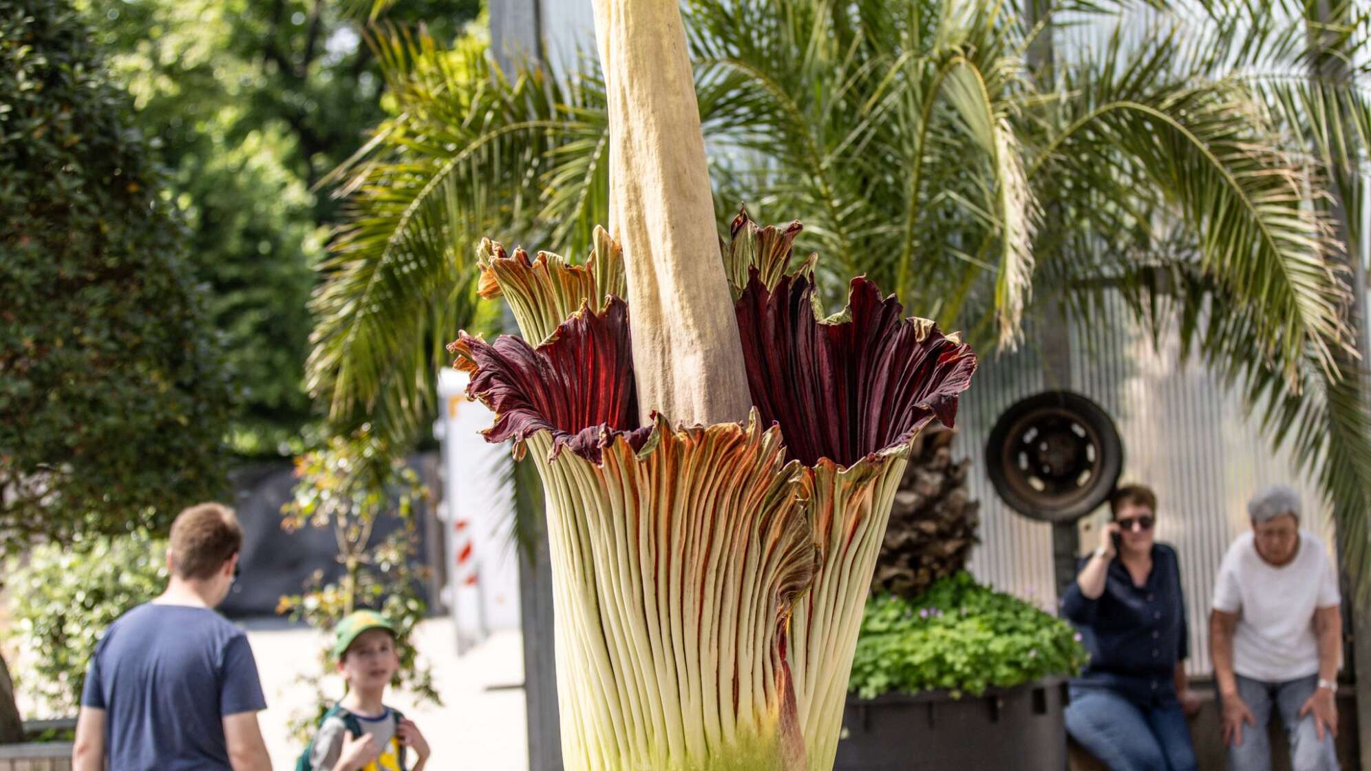 Die stinkende Riesenblume Titanenwurz im Gruga-Park blüht