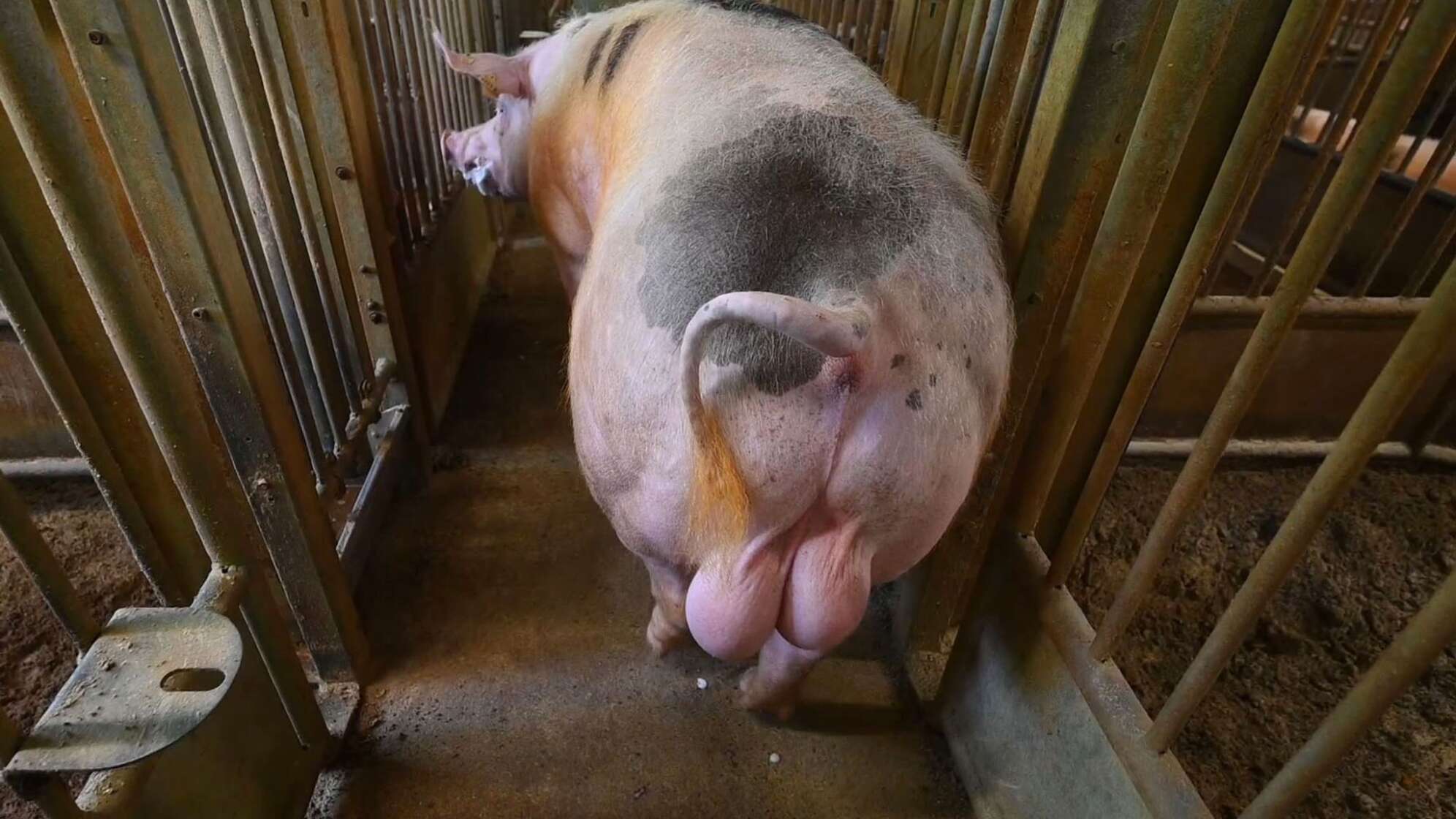 Besamungsstation für Schweine