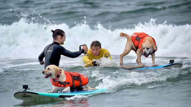 «Es gibt nichts Niedlicheres»: Hunde wetteifern um Surftitel