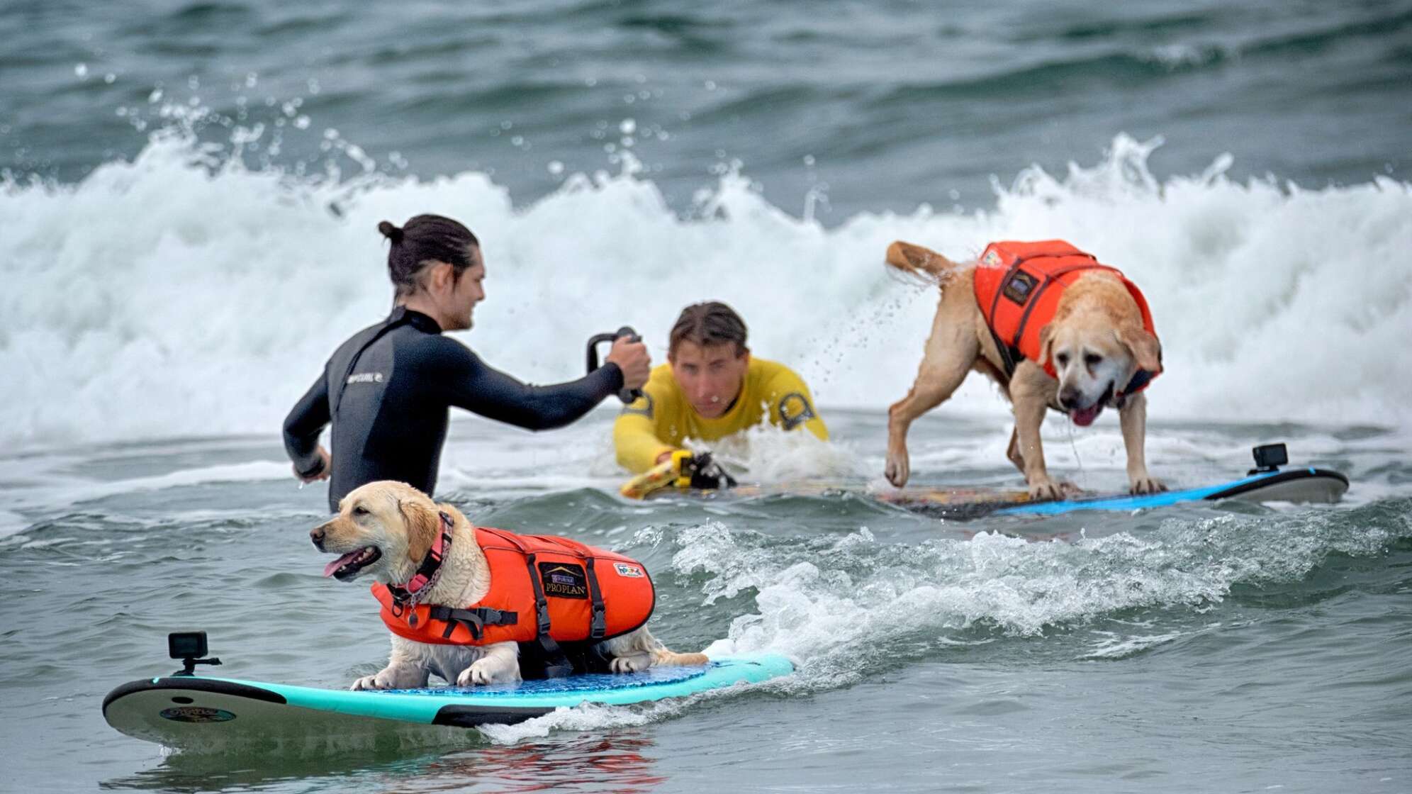 «Incredible Dog Challenge» - Surfmeisterschaft für Hunde