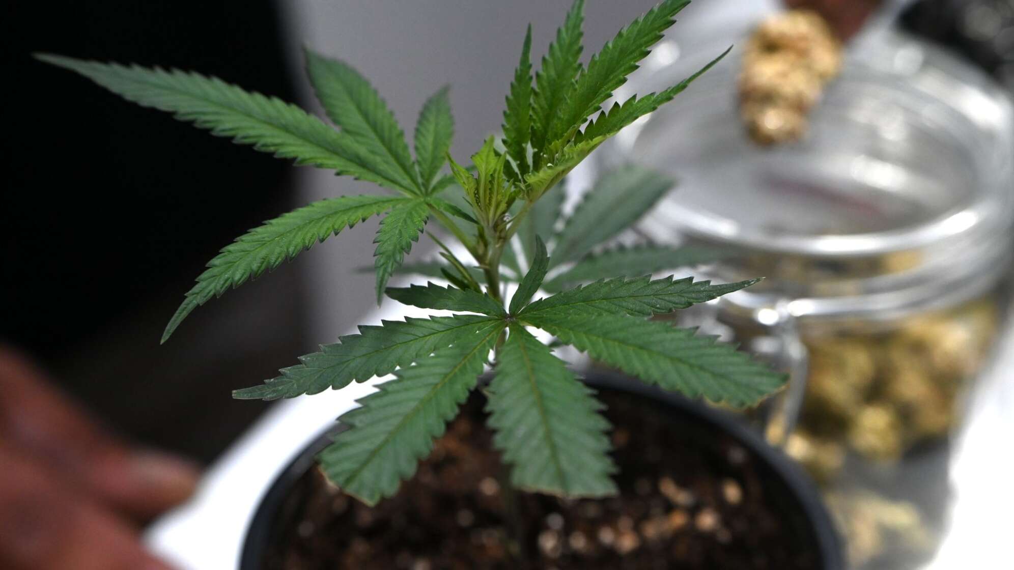 Cannabis