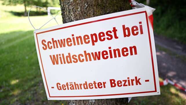 Schweinepest im Sauerland – Virusvariante neu in Deutschland