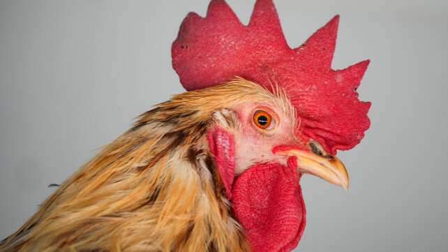 «Hahneköppen» bleibt erlaubt - aber Auflagen strenger